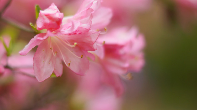 Pink flower closeup blurry background #15 free wallpaper for desktop - medium preview image