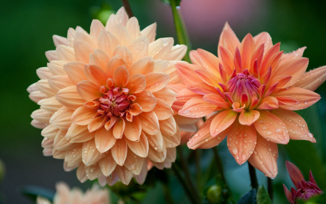 Orange pink flowers water droplets free wallpaper for desktop - medium preview image