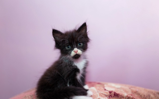 Black white kitten sitting bed free wallpaper for desktop - medium preview image