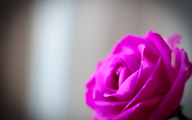 Pink rose blurry room macro free wallpaper for desktop - medium preview image