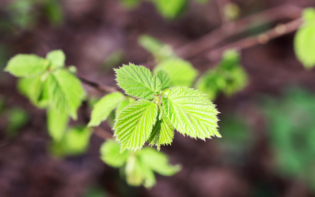 Green leaf butterfly bokeh macro free wallpaper for desktop - medium preview image