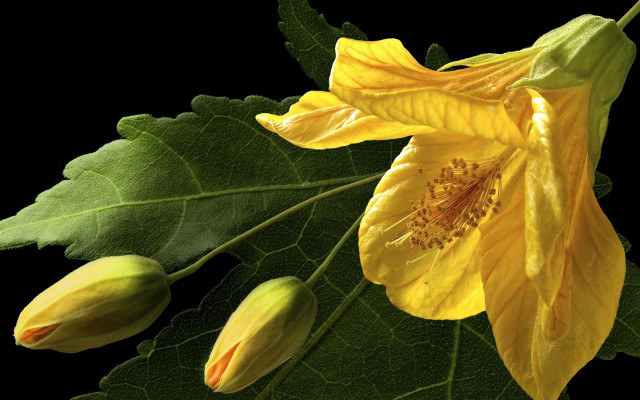 Yellow flower green leaves black #2 free wallpaper for desktop - medium preview image