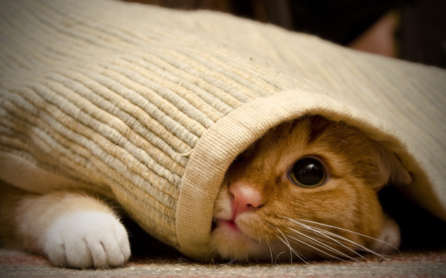 Cat hiding under blanket big free wallpaper for desktop - medium preview image