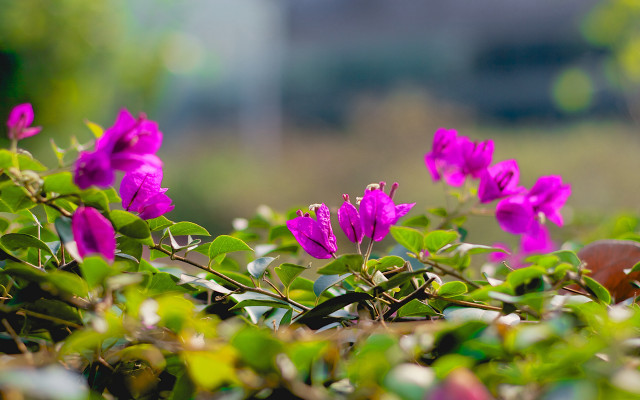 Purple flower field bokeh blurry #3 free wallpaper for desktop - medium preview image