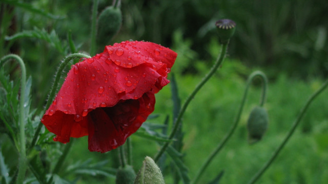 Red flower water droplets macro #27 free wallpaper for desktop - medium preview image