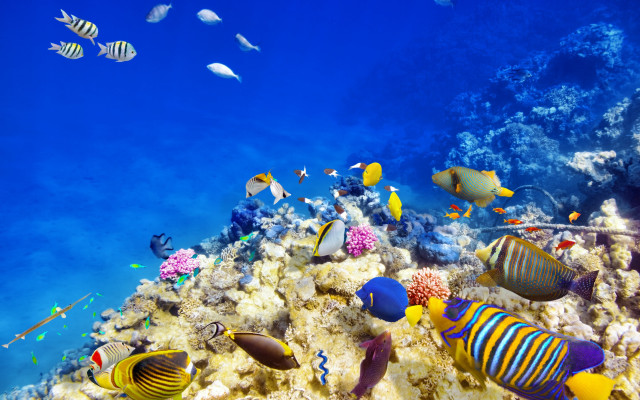 Coral reef fish underwater ecological free wallpaper for desktop - medium preview image