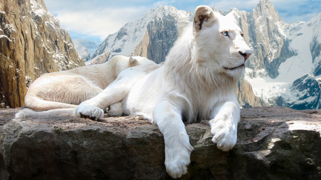 White lion rock mountain snow free wallpaper for desktop - medium preview image