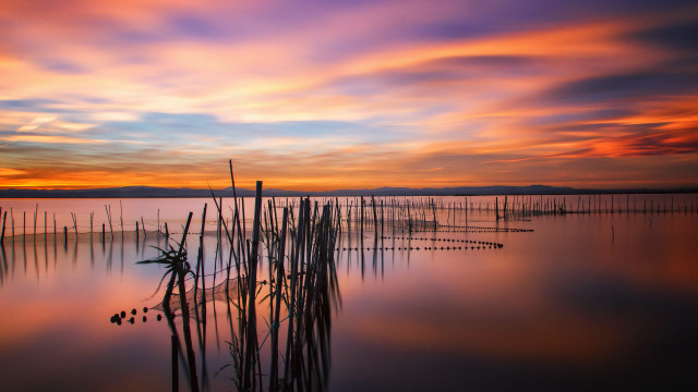 Sunset lake plants birds mystical free wallpaper for desktop - medium preview image