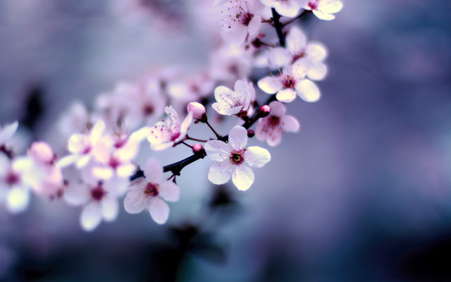Pink flowers tree branch blurry #2 free wallpaper for desktop - medium preview image