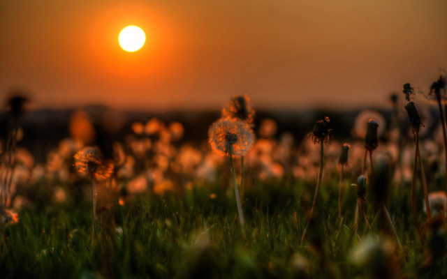 Grass sunset dandelions blurry bokeh free wallpaper for desktop - medium preview image
