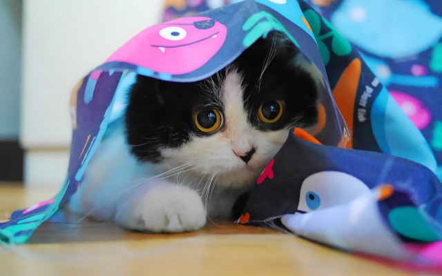 Black cat blue eyes hiding free wallpaper for desktop - medium preview image