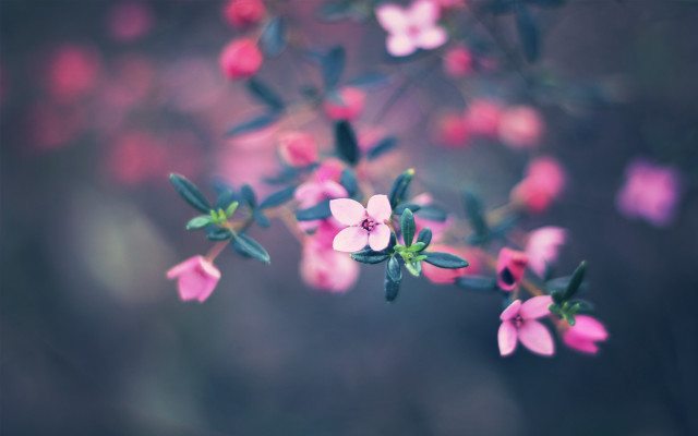 Pink flower green leaves blurry #2 free wallpaper for desktop - medium preview image