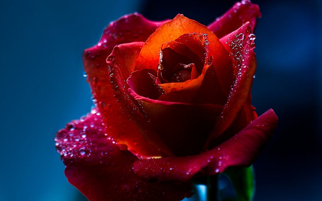 Red rose water droplets blue free wallpaper for desktop - medium preview image