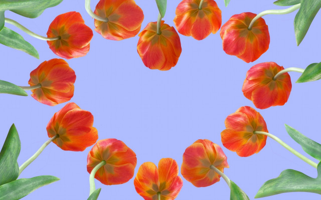 Flowers circle blue background leaves free wallpaper for desktop - medium preview image