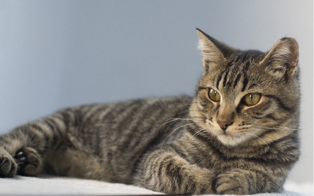 Cat sad laying on blanket free wallpaper for desktop - medium preview image