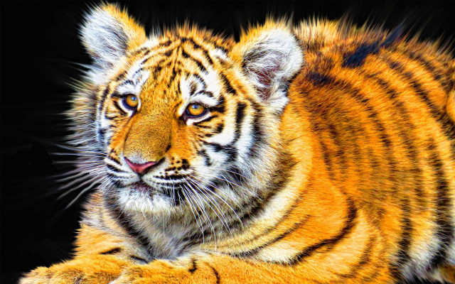 Tiger laying detailed digital painting free wallpaper for desktop - medium preview image