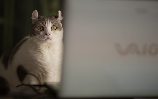 Cat laptop green eyes serious free wallpaper for desktop - medium preview image