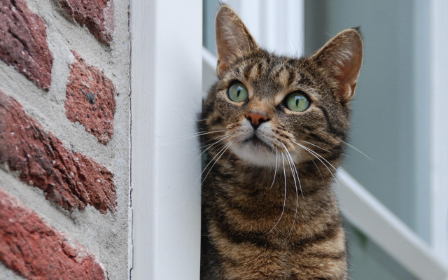 Green eyed cat window brick #2 free wallpaper for desktop - medium preview image
