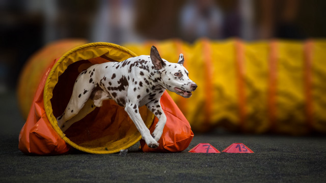 Dalmatian running cones tunnel institutional free wallpaper for desktop - medium preview image