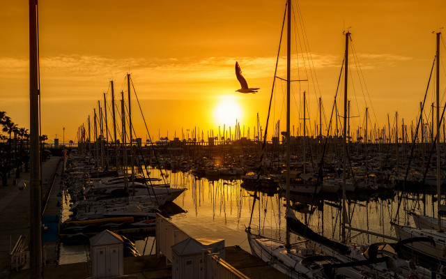 Sunset marina boats bird plane free wallpaper for desktop - medium preview image