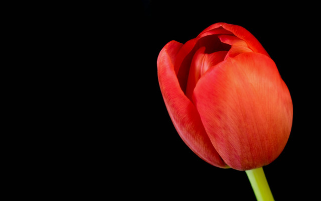 Red tulip green stem black free wallpaper for desktop - medium preview image