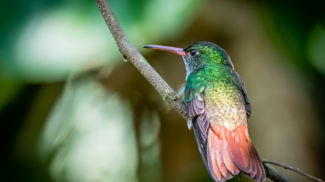 Colorful bird forest branch macro free wallpaper for desktop - medium preview image