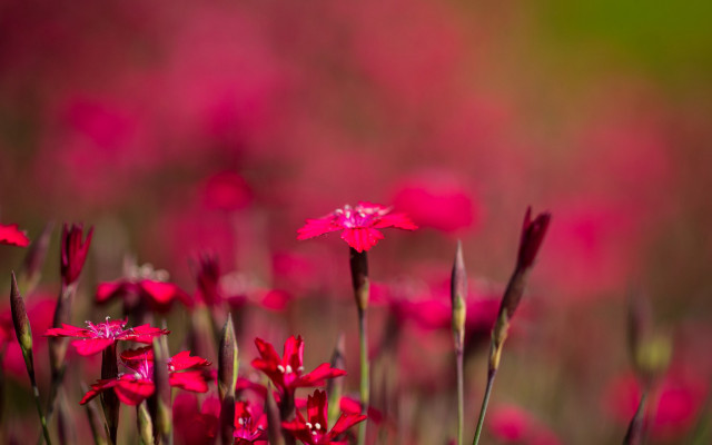 Red flower field pink background free wallpaper for desktop - medium preview image