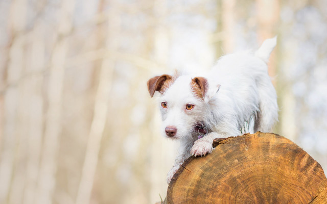 Small white dog on tree free wallpaper for desktop - medium preview image