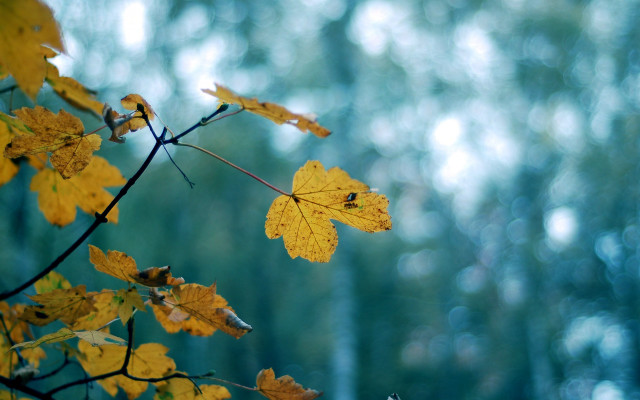 Branch yellow leaves forest green free wallpaper for desktop - medium preview image