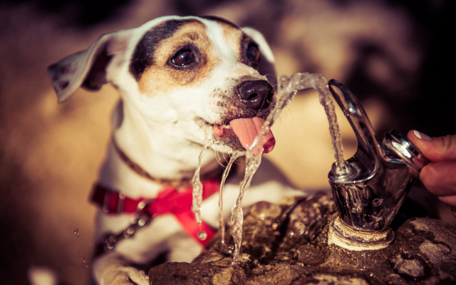 Dog water faucet park collar free wallpaper for desktop - medium preview image
