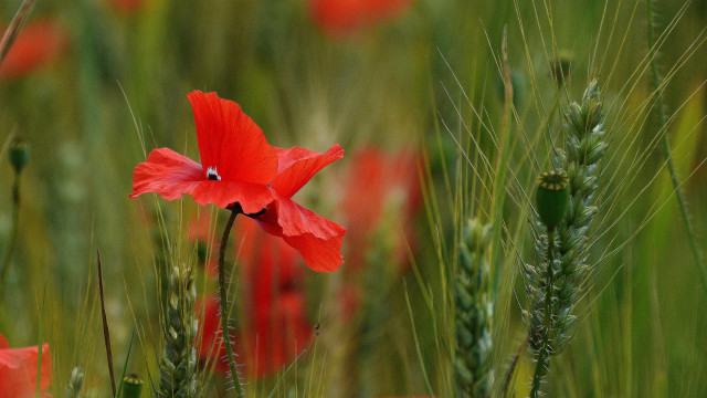 Red flower green grass wheat free wallpaper for desktop - medium preview image