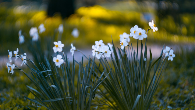 White flower field daisy dandelion free wallpaper for desktop - medium preview image