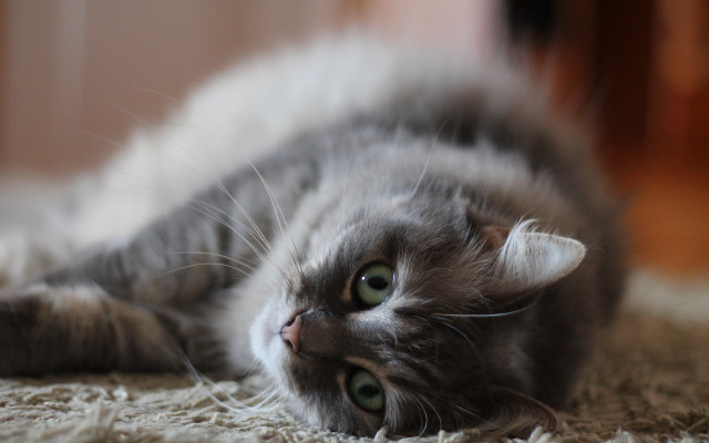 Cat wide eyes floor looking free wallpaper for desktop - medium preview image