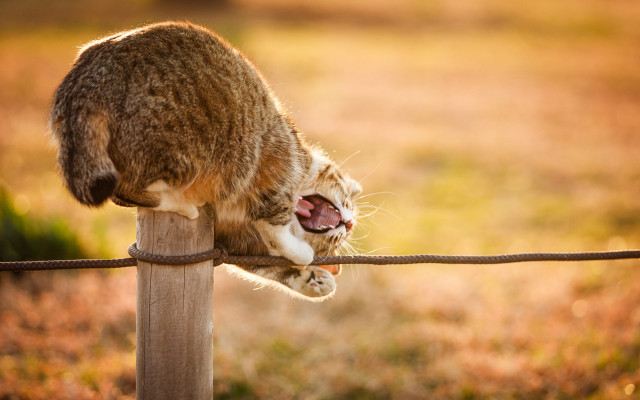 Cat fence post yawning orange free wallpaper for desktop - medium preview image