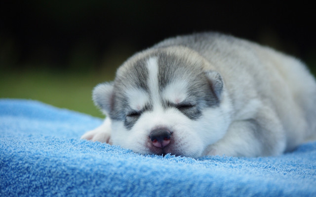 Puppy sleeping blue blanket outdoor free wallpaper for desktop - medium preview image