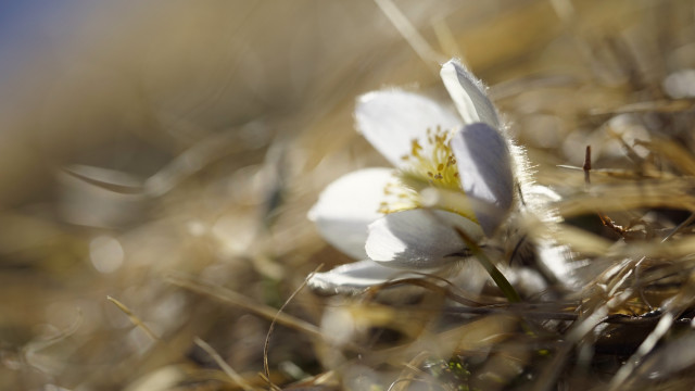 White flower grass blue sky free wallpaper for desktop - medium preview image