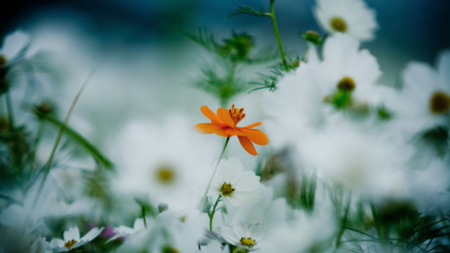 Close up flower background bokeh free wallpaper for desktop - medium preview image