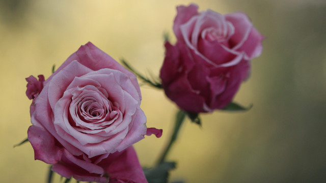 Pink roses vase macro blurry free wallpaper for desktop - medium preview image