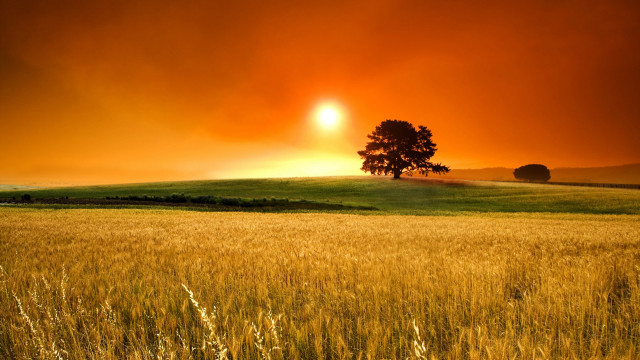 Sunset field tree orange sky free wallpaper for desktop - medium preview image