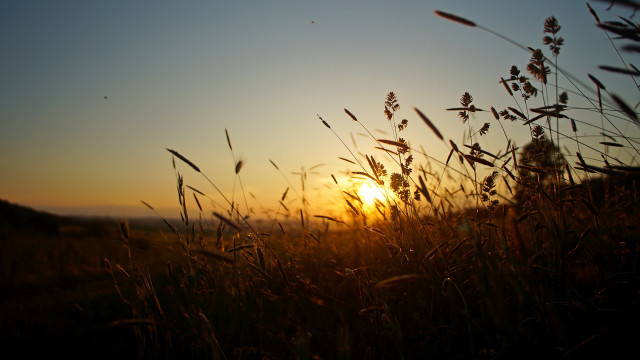 Sunset tallgrass silhouette lensflare utilitypole free wallpaper for desktop - medium preview image
