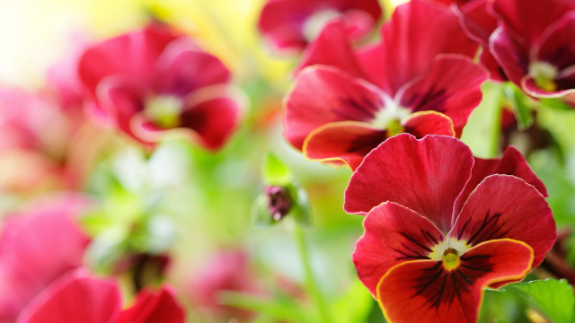 Red flower vase table bokeh free wallpaper for desktop - medium preview image
