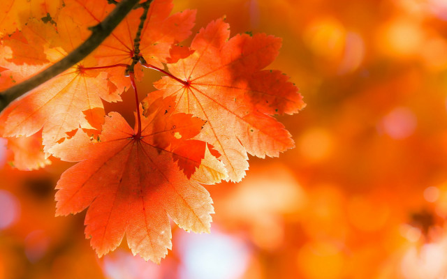 Orange leaves tree bokeh autumn free wallpaper for desktop - medium preview image