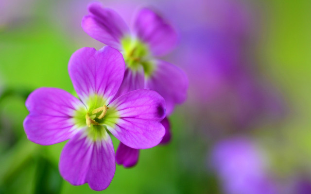 Purple flower macro bokeh leaves free wallpaper for desktop - medium preview image