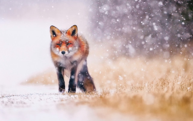 Red fox snowy woods night free wallpaper for desktop - medium preview image