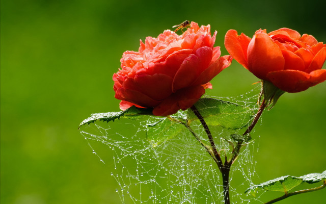 Red flowers dew spider web free wallpaper for desktop - medium preview image
