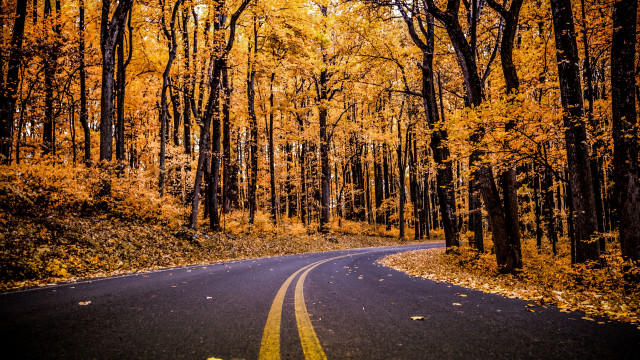 Yellow line road autumn trees free wallpaper for desktop - medium preview image