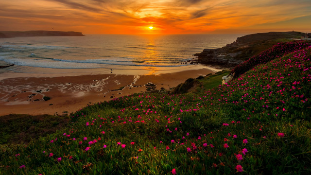 Sunset beach pink flowers cliff free wallpaper for desktop - medium preview image