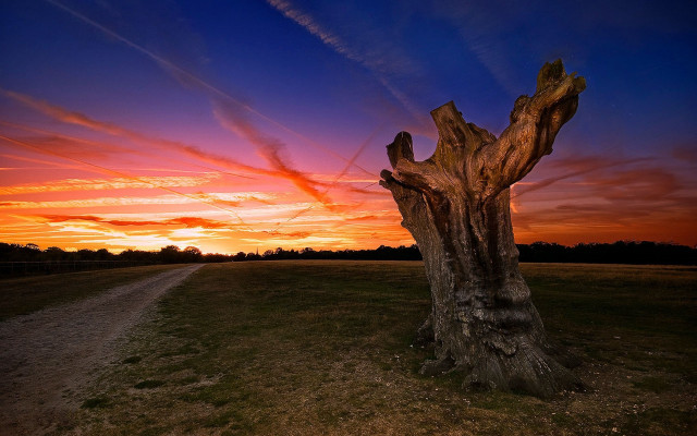 Tree stump field sunset trail free wallpaper for desktop - medium preview image
