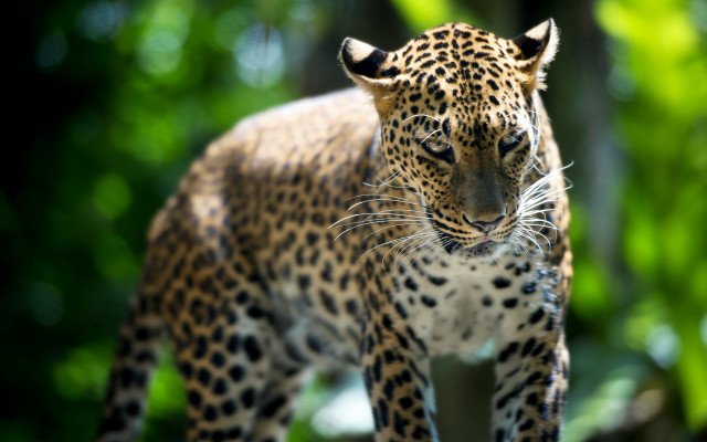 Leopard forest blurry bokeh animal free wallpaper for desktop - medium preview image