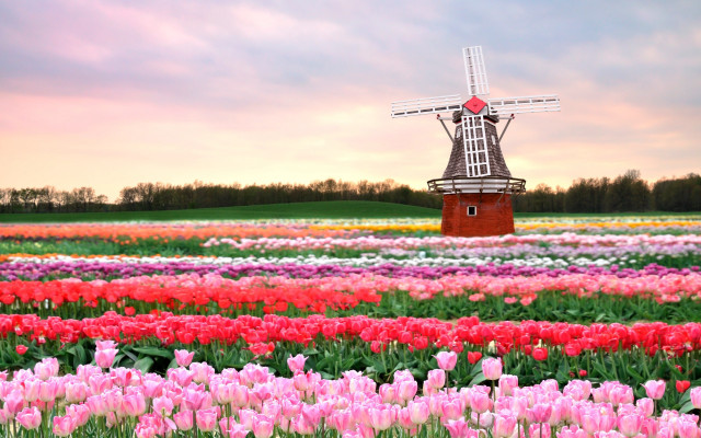 Windmill flowers sky clouds red free wallpaper for desktop - medium preview image